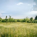 Ecosystem Map - green grass field under blue sky during daytime