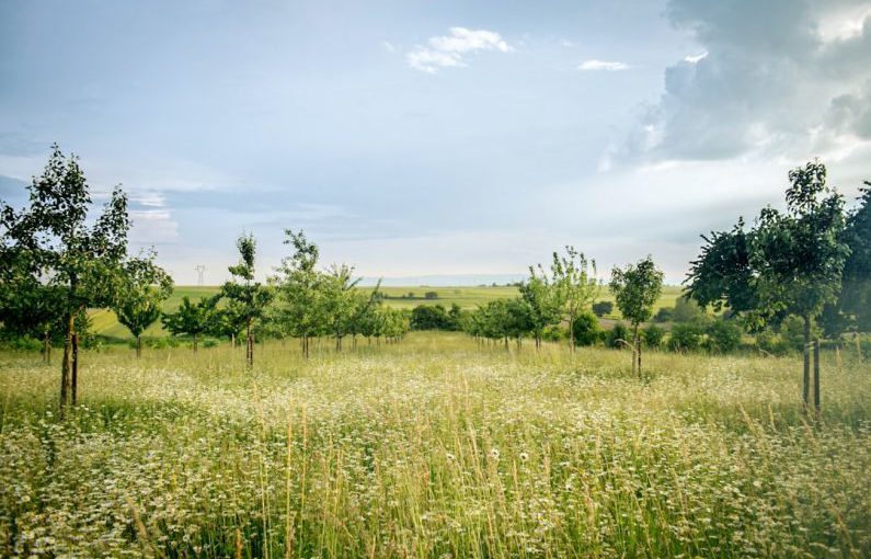 Ecosystem Map - green grass field under blue sky during daytime
