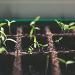 Sustainability Growth - selective focus photo of plant spouts