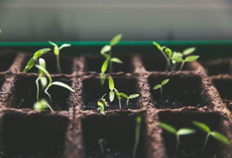 Sustainability Growth - selective focus photo of plant spouts