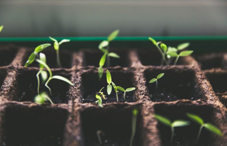 Sustainability Growth - selective focus photo of plant spouts