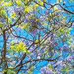 Impact Assessment - a tree filled with lots of purple and green flowers