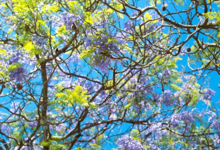 Impact Assessment - a tree filled with lots of purple and green flowers