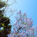 Global Impact - a tree with purple flowers in the foreground and a blue sky in the background