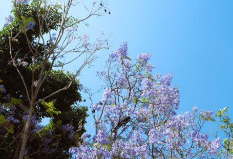 Global Impact - a tree with purple flowers in the foreground and a blue sky in the background