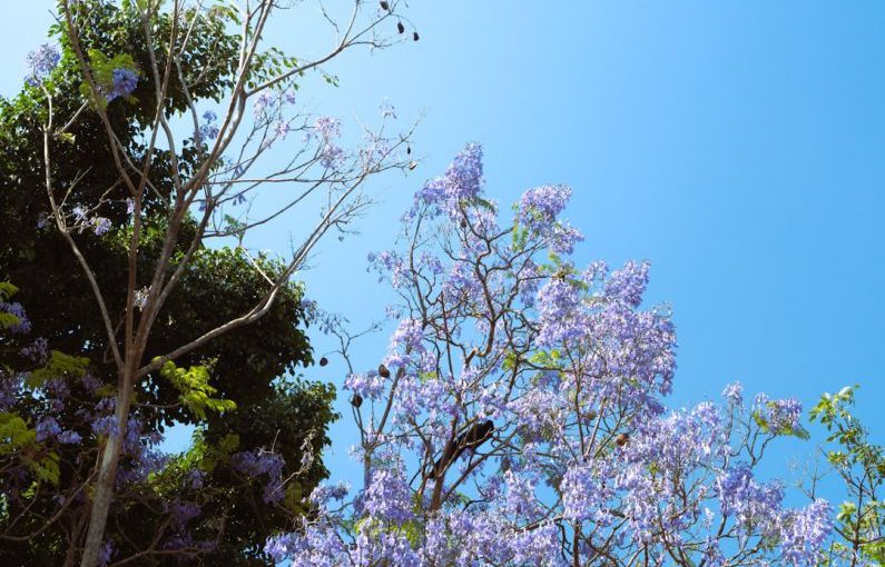 Global Impact - a tree with purple flowers in the foreground and a blue sky in the background