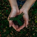 Tourism Sustainable - green plant
