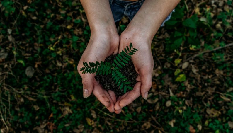 Tourism Sustainable - green plant